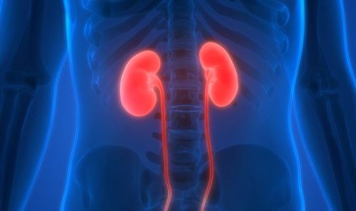 Ini Fungsi Penting Ginjal dan Cara Kerjanya dalam Tubuh