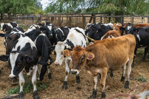 Ilustrasi memilih jenis hewan kurban antara kambing atau sistem patungan sapi