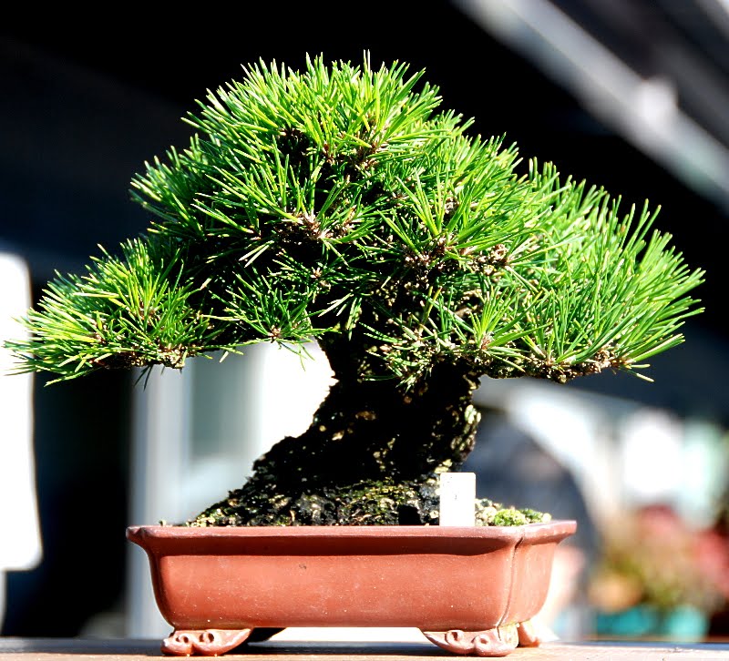 Bonsai Pohon Pinus via gubukktani.blogspot.co.id