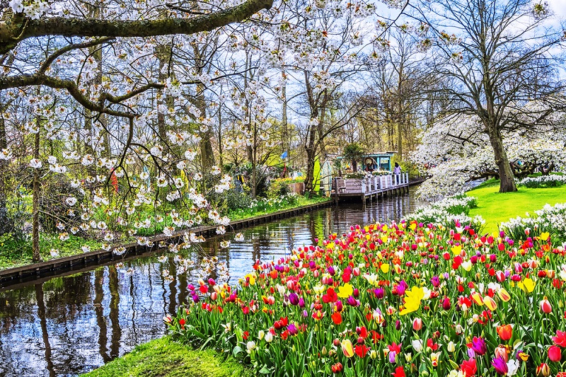  Gambar Kebun Bunga  Tulip Gambar  Bunga 