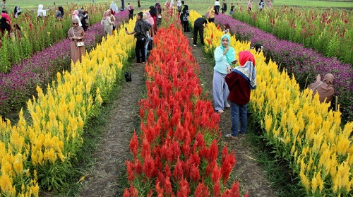 Pesona Rainbow Garden