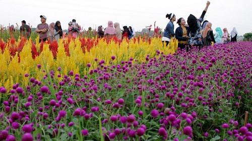 Daya Tarik Rainbow Garden