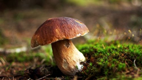 makan jamur mencegah kanker