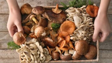 manfaat menyehatkan makan jamur