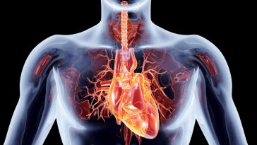 sel otot jantung hidup jepang