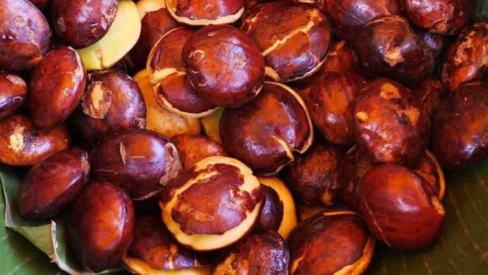 Suka Makan Jengkol  Ini Dia Tips Mudah Bikin Jengkol  