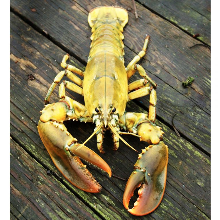 yellow lobster stockx