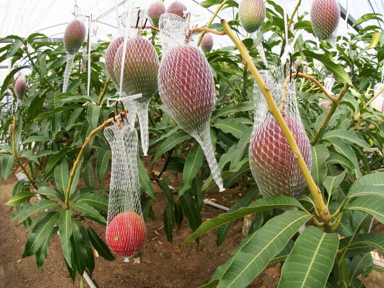 Petani Ini Tidak Sengaja Menanam Mangga Termahal di Dunia, Memilih