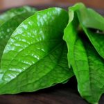 12 Manfaat Daun Sirih untuk Kesehatan, Benarkah Mampu Meredakan Mimisan?