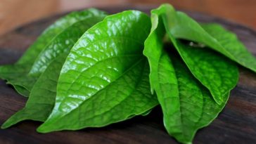 12 Manfaat Daun Sirih untuk Kesehatan, Benarkah Mampu Meredakan Mimisan?