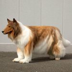 Pria Asal Jepang Ini Habiskan Rp230 Juta Agar Terlihat Seperti Anjing