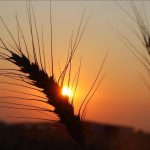 Proteksionisme Pangan Meningkat di Tengah Perang Rusia-Ukraina