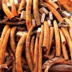 Kongo Sita Gading dari Pembunuhan 80-100 Gajah