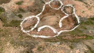 Jejak Kaki Dinosaurus 100 Juta Tahun Ditemukan di Bawah Meja Restoran