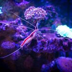 Ilmuwan Akhirnya Tahu Kenapa Karang Laut Bisa Bersinar dalam Gelap