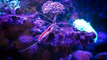 Ilmuwan Akhirnya Tahu Kenapa Karang Laut Bisa Bersinar dalam Gelap