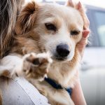 Inilah 5 Hal yang Dibenci Anjing tapi Sering Dilakukan Tuannya