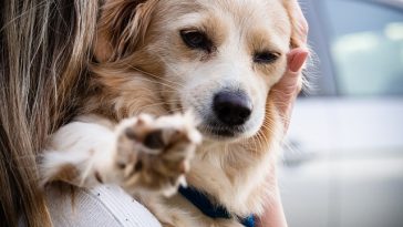 Inilah 5 Hal yang Dibenci Anjing tapi Sering Dilakukan Tuannya