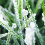 Apa Kaitan Fenomena Embun Es Dieng dengan Musim Kemarau? Ini Penjelasan BMKG