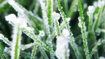 Apa Kaitan Fenomena Embun Es Dieng dengan Musim Kemarau? Ini Penjelasan BMKG