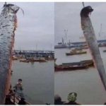 Oarfish Muncul Lagi Ke Permukaan, Mengapa Ikan Ini Jadi Tanda Bahaya?
