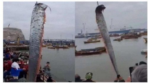 Oarfish Muncul Lagi Ke Permukaan, Mengapa Ikan Ini Jadi Tanda Bahaya?