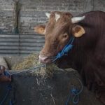 Sapi Qurban Jokowi di Selayar Sulsel Berbobot 1.006 Kg