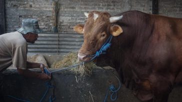 Sapi Qurban Jokowi di Selayar Sulsel Berbobot 1.006 Kg