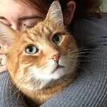 Fakta Menarik Kucing Tabby Orange, Benarkah Lebih Galak dari Ras Lain?