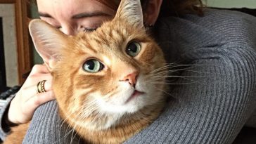 Fakta Menarik Kucing Tabby Orange, Benarkah Lebih Galak dari Ras Lain?