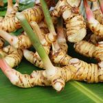 Tak Cuma Bumbu Masak, Ini 10 Manfaat Lengkuas Sebagai Obat Herbal