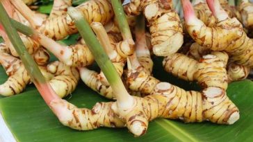 Tak Cuma Bumbu Masak, Ini 10 Manfaat Lengkuas Sebagai Obat Herbal