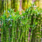 Cara Menanam Bambu Jepang, Bisa Jadi Hiasan Sekaligus Pagar Hidup