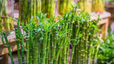 Cara Menanam Bambu Jepang, Bisa Jadi Hiasan Sekaligus Pagar Hidup