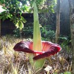 Ini Penyebab Bunga Bangkai Berbau Busuk