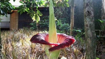 Ini Penyebab Bunga Bangkai Berbau Busuk