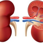 Ini Tanda-Tanda Ginjal Mulai Rusak