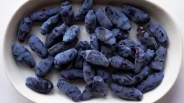 Turunkan Tekanan Darah Tinggi, Cobalah Makan Buah Beri Ini Setiap Hari!