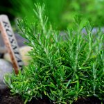 Ini Manfaat Kesehatan tak Terduga dari Rosemary