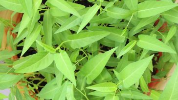 Penderita Asam Urat Pantang Makan Kangkung, Kenapa?