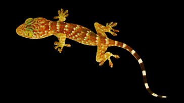 Serangan Tokek dari Mesir Paksa Israel Umumkan Keadaan Darurat