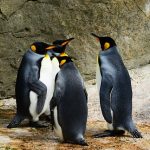 Peneliti Ungkap Alasan Penguin Jambul Tegak Membuang Telur Pertama Mereka