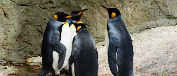 Peneliti Ungkap Alasan Penguin Jambul Tegak Membuang Telur Pertama Mereka