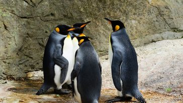 Peneliti Ungkap Alasan Penguin Jambul Tegak Membuang Telur Pertama Mereka