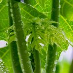 3 Manfaat Daun Pepaya, Salah Satunya Obati Gejala Demam Berdarah