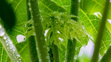 3 Manfaat Daun Pepaya, Salah Satunya Obati Gejala Demam Berdarah