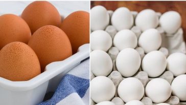 Telur Bercangkang Cokelat atau Putih, Mana yang Lebih Baik?