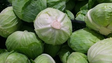 8 Manfaat Kubis untuk Kesehatan, Baik untuk Pencernaan Hingga Cegah Kanker
