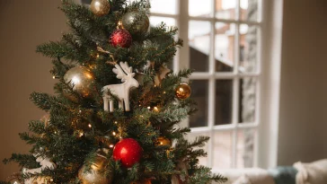 Mudah Dijumpai Jelang Natal: 4 Fakta Unik Pohon Cemara
