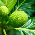 Inilah 4 Manfaat Daun Sukun bagi Kesehatan